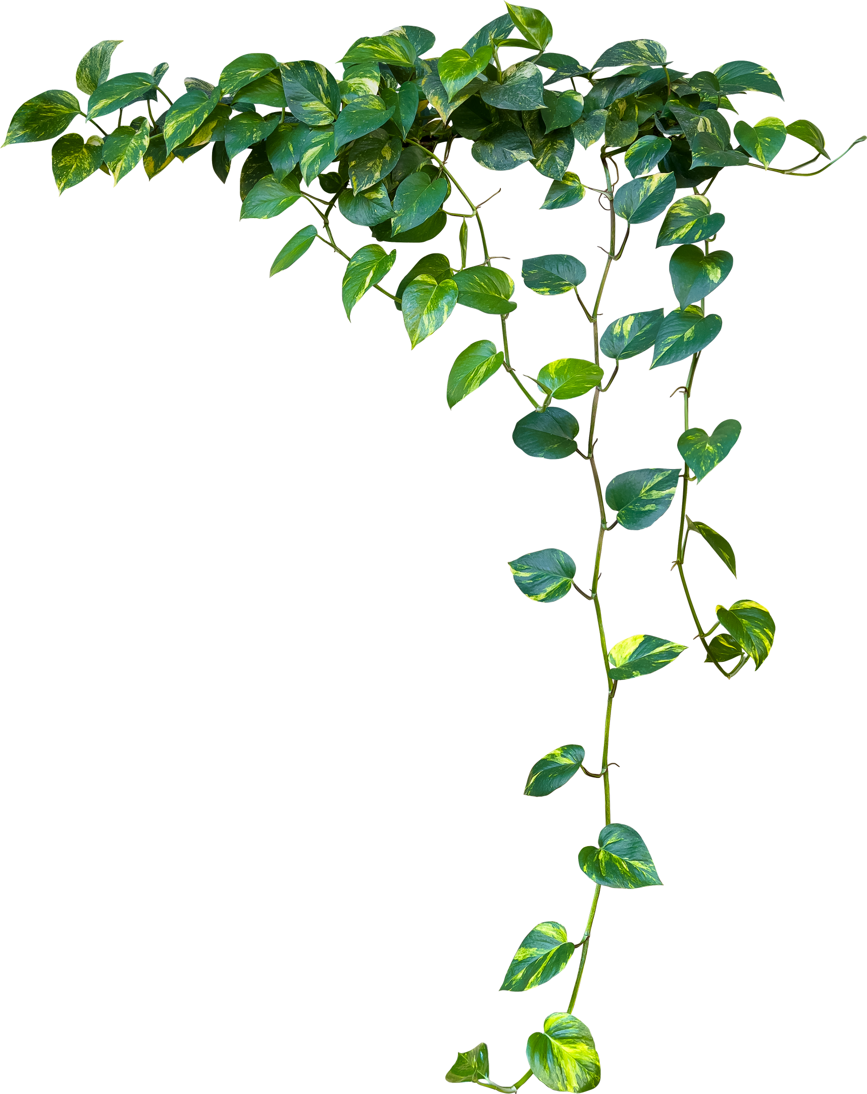 Heart shaped green variegated leaves hanging vine plant bush of devil's ivy or golden pothos houseplant
